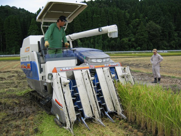 富山県産コシヒカリの稲刈り真っ最中！