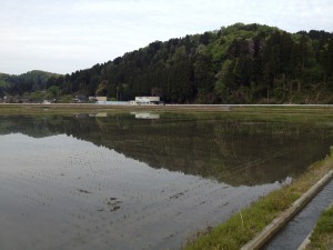 田植え直後の写真です。